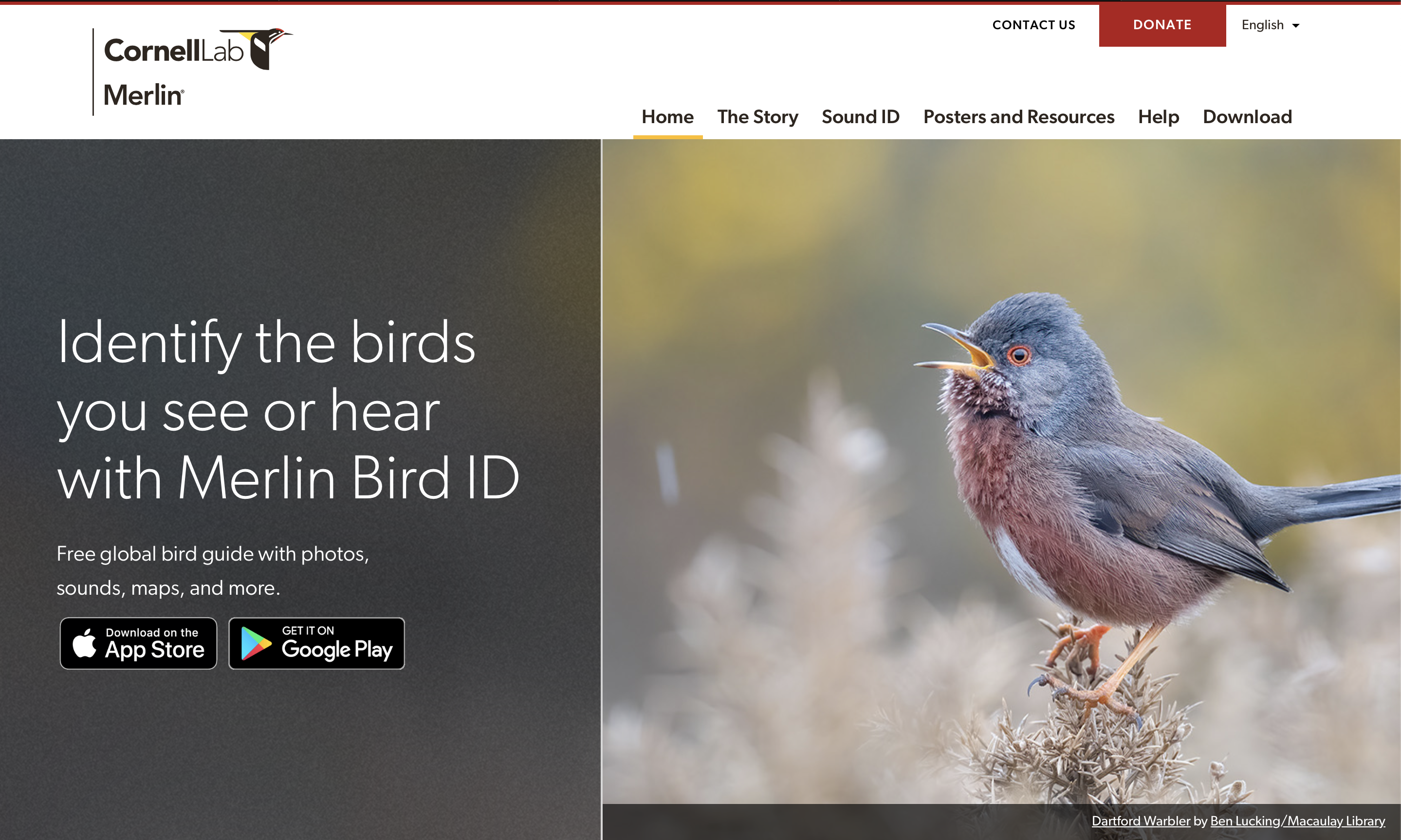 Merlin Bird ID